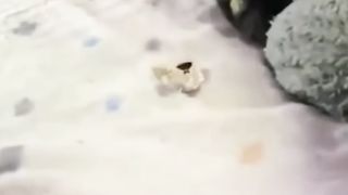 【69堂免费视频】浙江金华99年巨乳姐弟乱伦，清晨给熟睡的弟弟口交无套内射