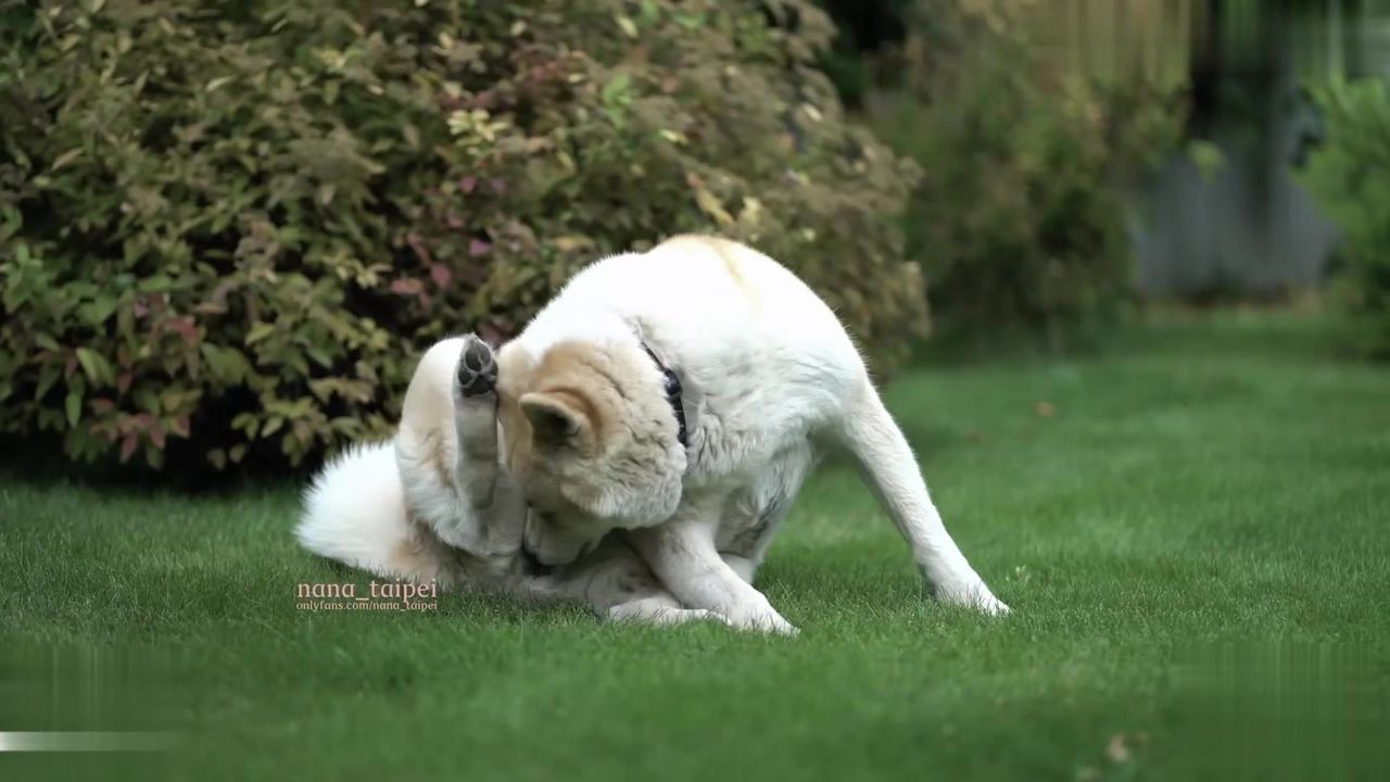 【69堂午夜视频】出轨凌辱，手指玩弄肛门调教大屁股